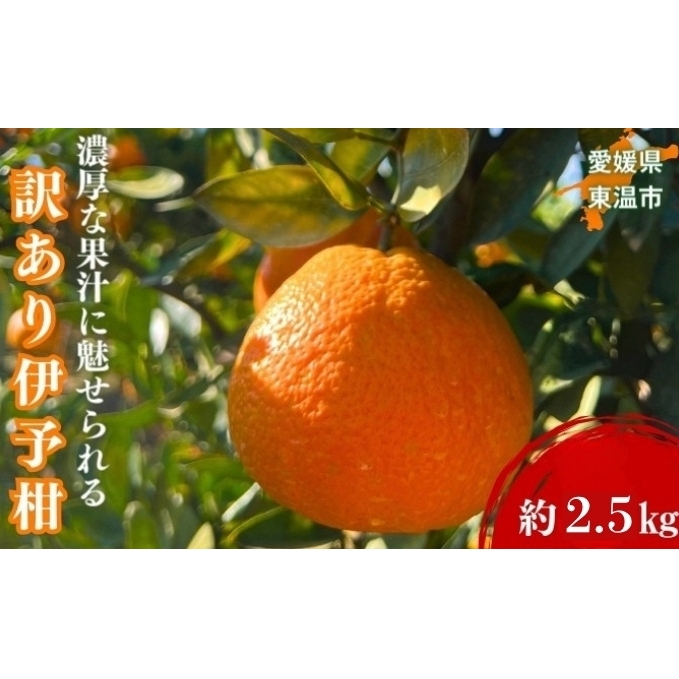 󂠂ɗ\ 2.5kg sY TCYC { _ ݂ lC ʌ s\ k  ~J Q݂ 񂫂 Y Q Yn t[c ʕ  Â 2.5L