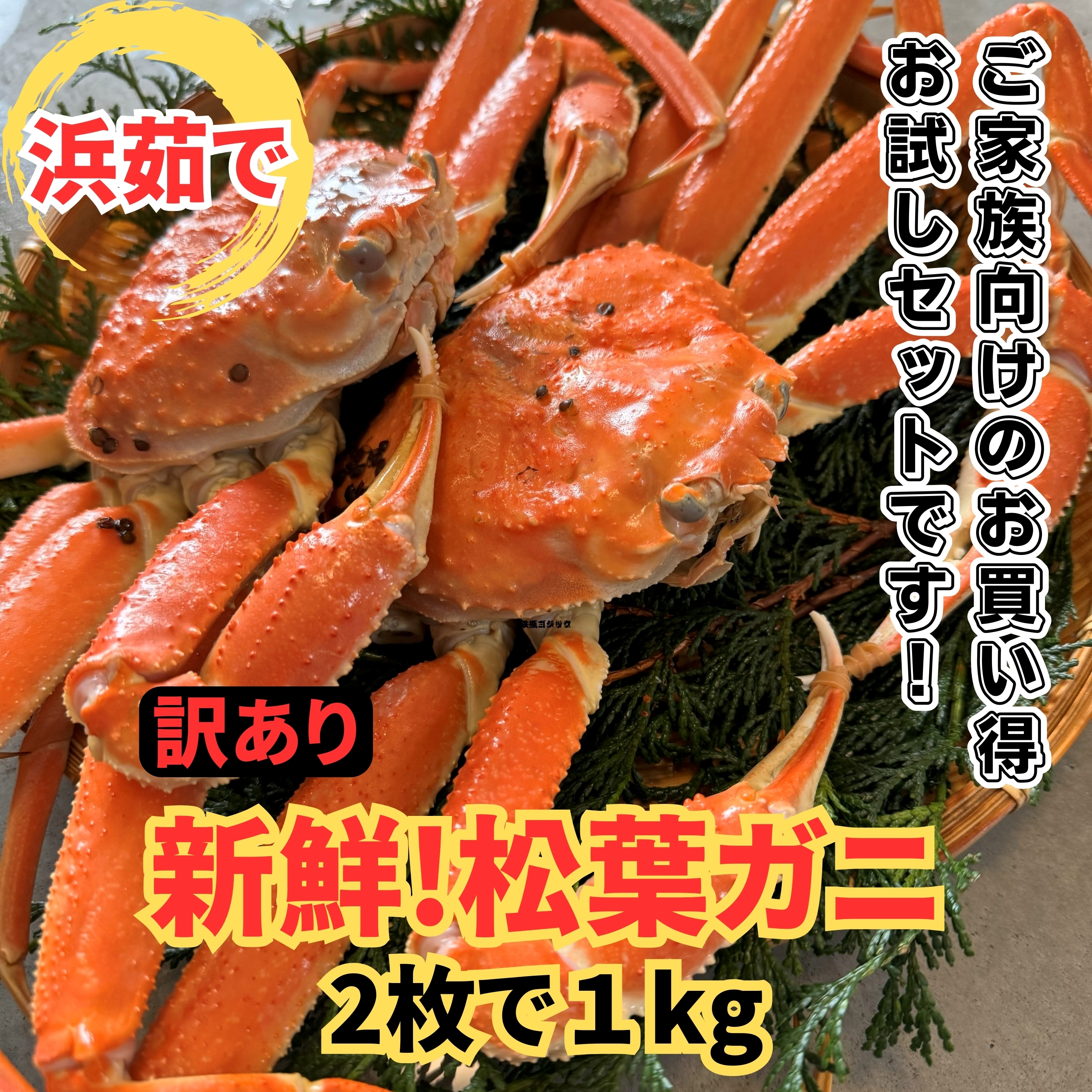 【22025】鳥取網代港【訳あり】浜茹で!松葉ガニ1kgセット【さかなや新鮮組】鳥取県岩美町54000魚介・海産物カニ