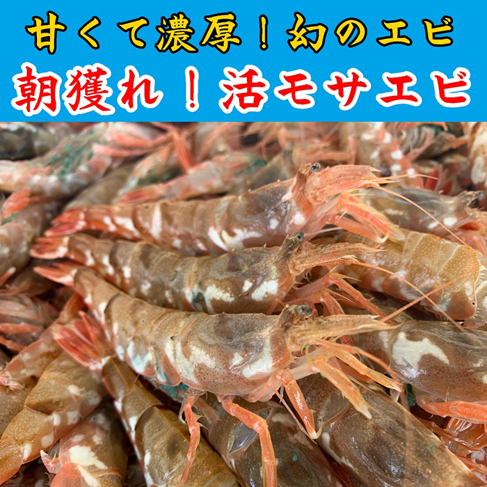 【23003】鳥取網代港 ≪幻のエビ≫朝獲れ!活モサエビ【さかなや新鮮組】発送は2026年2月〜鳥取県岩美町17000魚介・海産物カニ