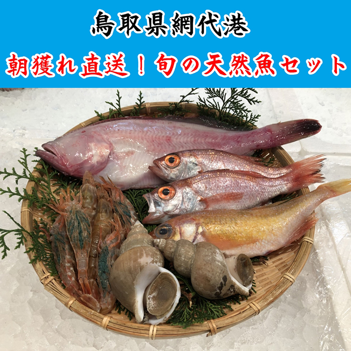 【21007】鳥取網代港 朝獲れ直送!旬の天然魚セット【さかなや新鮮組】鳥取県岩美町20000魚介・海産物カニ