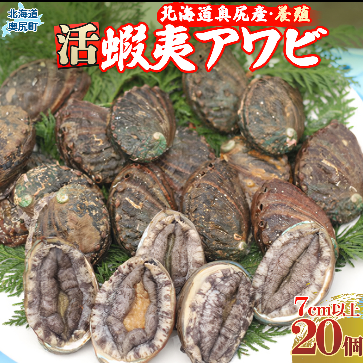 奥尻産活蝦夷アワビ(養殖)20個入り OKUF005北海道奥尻町60000魚介・海産物