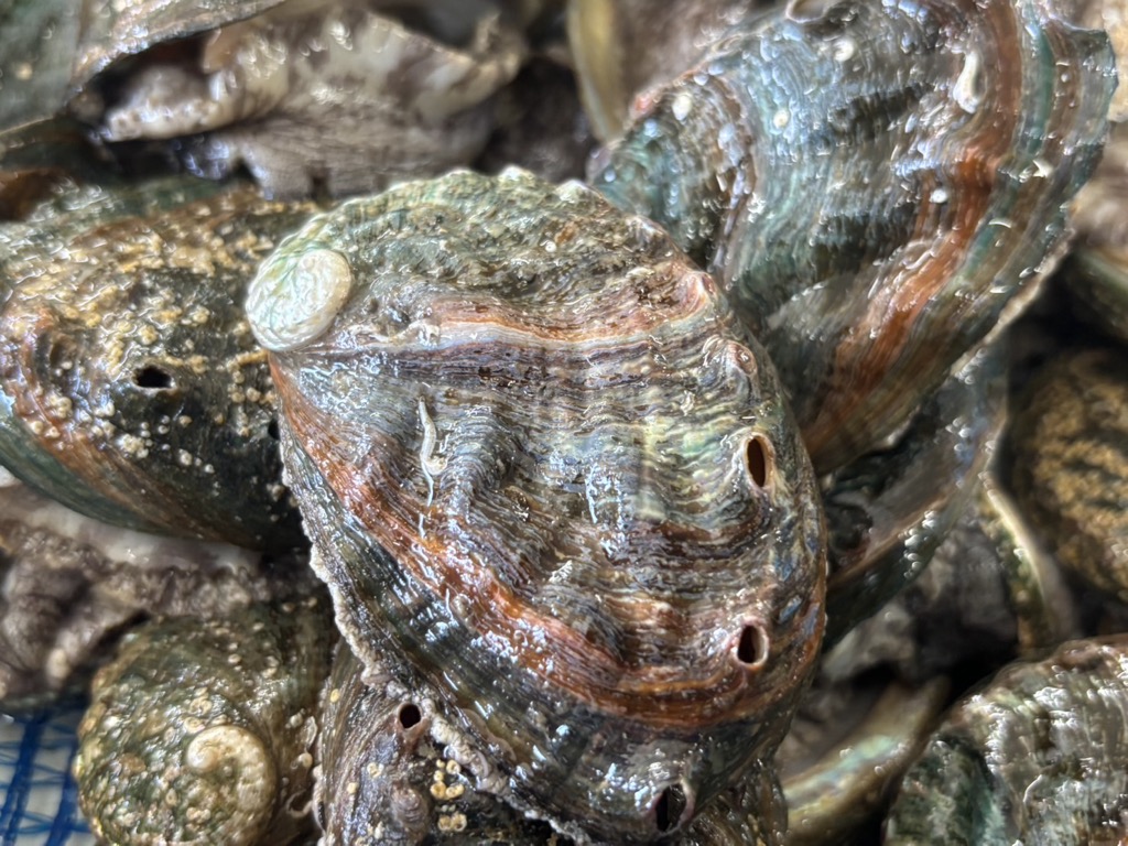 奥尻島産 冷凍養殖アワビLサイズ(3個入り) OKUF018北海道奥尻町10000魚介・海産物