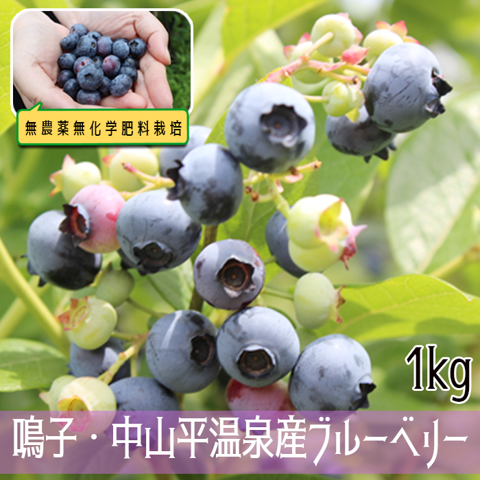 無農薬無化学肥料栽培 鳴子・中山平温泉産ブルーベリー2kg