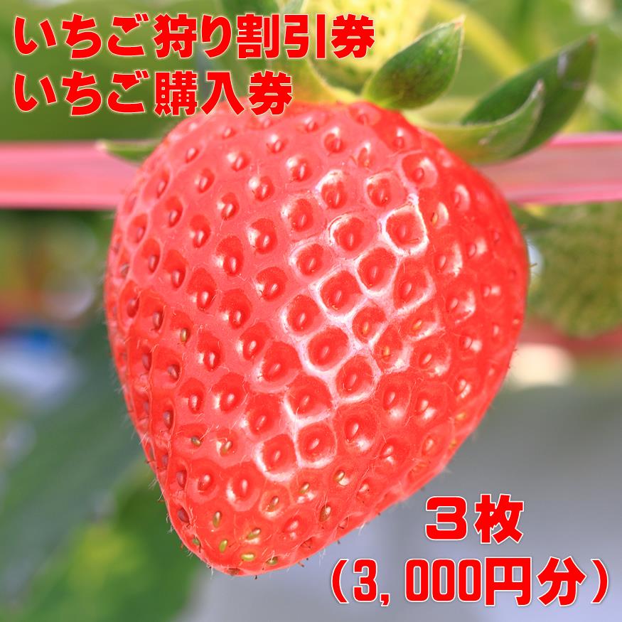 いちご狩り割引券・いちご購入券 3枚(3,000円分)千葉県一宮町10000果物・フルーツいちご