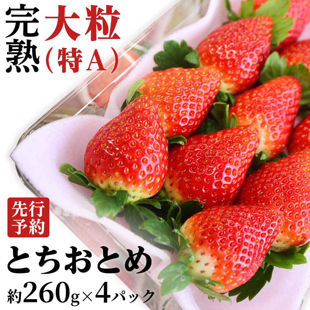 y 2026N1{Jn zn ƂƂ 260g×4pbN Y  C`S  ƂƂ [BC006sa]錧s15000ʕEt[c