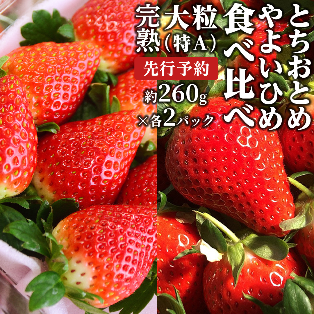 y 2026N1{Jn znI 悢Ђ 260g×2PEƂƂ 260g×2P Hה Y  C`S  [BC008sa]錧s16000ʕEt[c