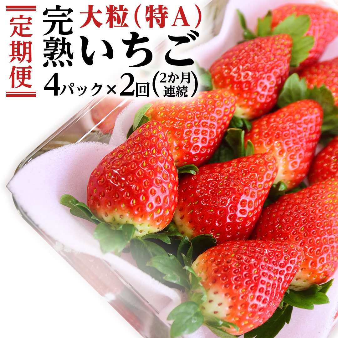 y2 ցz n  ցI 4pbN × 2 v 8pbN i1P260gj  Y  C`S  ʕ  ƂƂ 悢Ђ t[c 錧Y KEK [BC074sa]錧