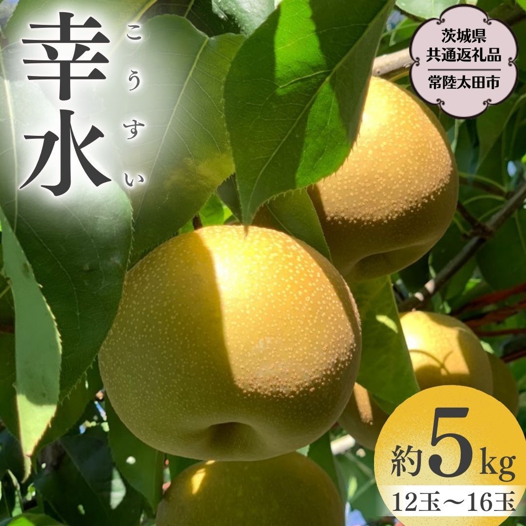 y2025N8{Jnz 錧Y  u K v  5kg 12 ` 16 y錧ʕԗi^헤csz ORʎ _ƒ t[c Â    Mtg  K  ʕ [DU