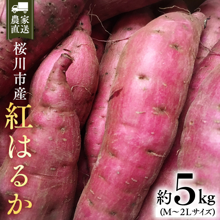 y2025N10{JnzY ܂ g͂邩 5kg 錧 Tc}C ׂɂ͂邩  Â [SC029sa]錧s7000؁ÊႪEC