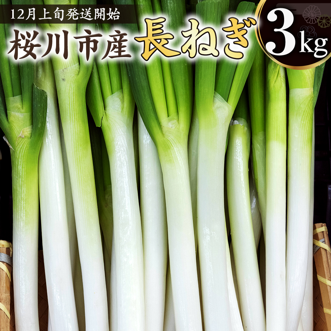 新鮮ネギ（長ネギ）　茨城県産　農家直送　15kg 新鮮ネギ（長ネギ） 茨城県産 農家直送 15kg