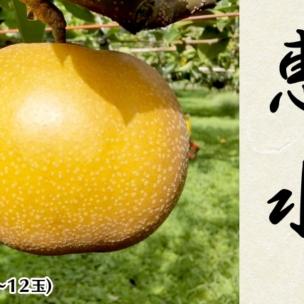 y s\ z 錧Y  b 5kg 6ʁ`12 (錧ʕԗi ݂s) (2025N9{Jn) Yn vۓcʎ t[c Â    Mtg  b 