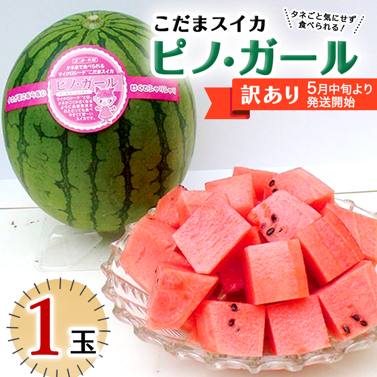 【 訳あり 】こだまスイカ ピノ・ガール( 1玉 ) 【 2026年5月中旬より発送開始 】 感動必至! タネが気にならない すいか スイカ 西瓜 旬 旬の果実 旬のフルーツ くだもの 果実 フルーツ