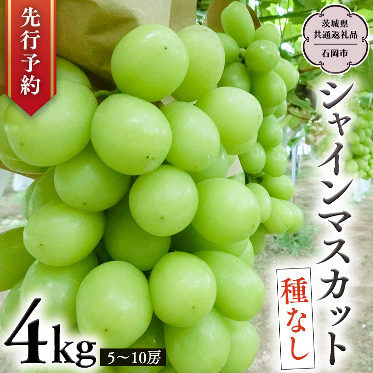 y 2025N9{Jn z VC}XJbg 4kg (錧ʕԗi Ήsj JcԂǂ Yn t[c Â    Mtg Ԃǂ VC}XJbg ʕ [DO006sa]