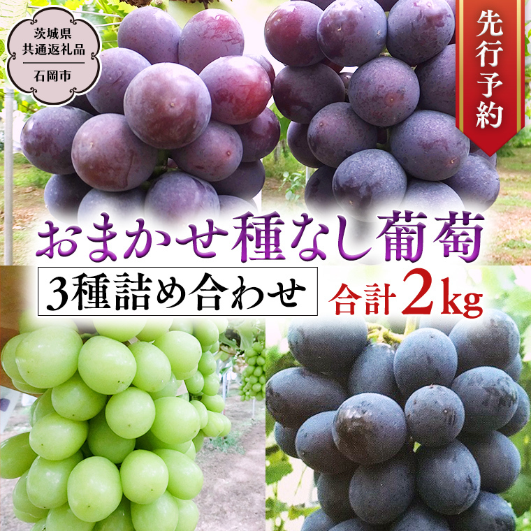 【 2025年9月中旬発送開始 】 おまかせ 種なし葡萄 3種 詰め合わせ 約2kg (茨城県共通返礼品 石岡市) 開田ぶどう園 産地直送 フルーツ 甘い 直送 茨城 限定 ギフト ぶどう シャインマスカット