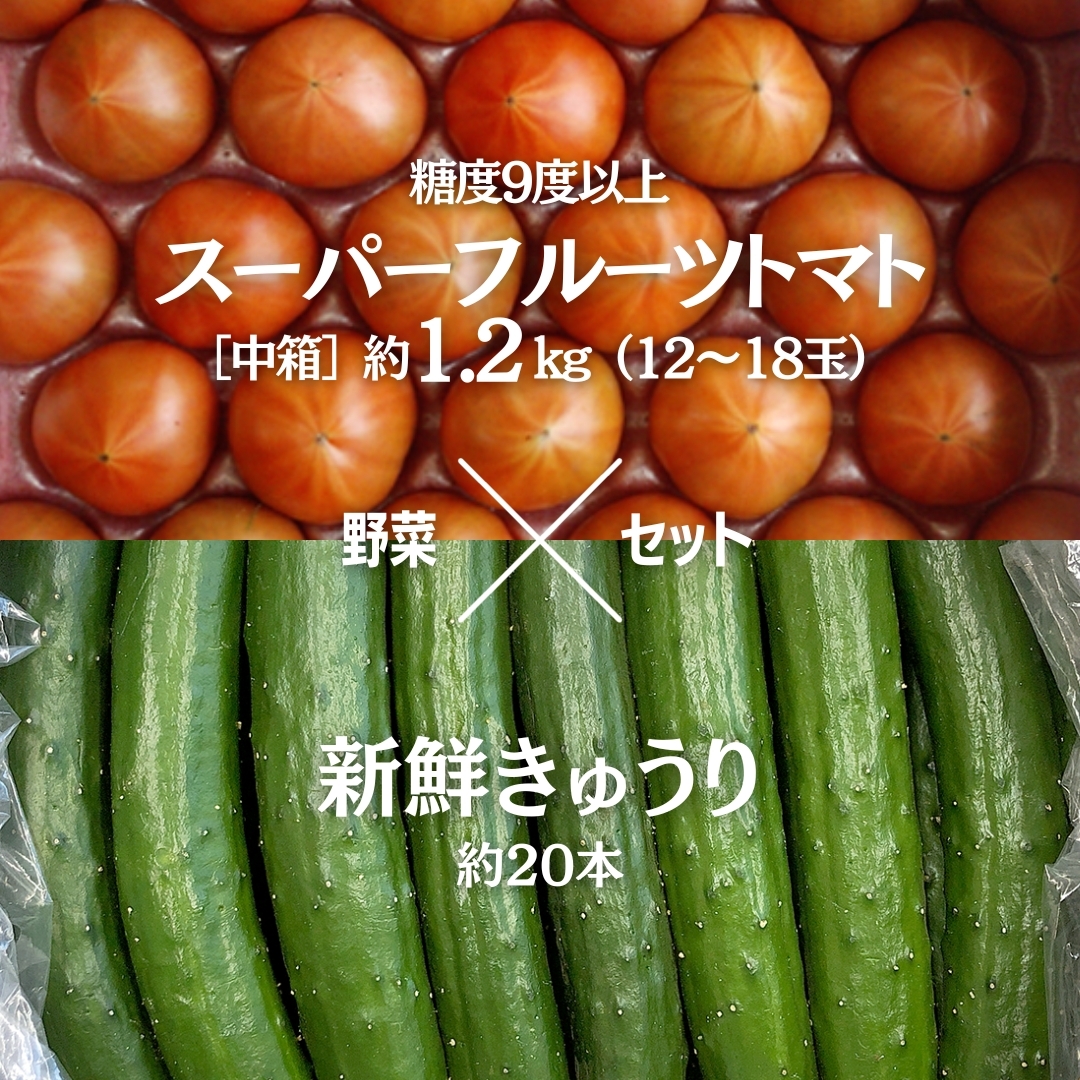 糖度9度以上 トマト 【 2025年収穫分 先行予約 】 スーパーフルーツトマト 中箱 約1.2kg(12〜18玉)糖度9度以上 & 新鮮 きゅうり 約20本 野菜セット 2025年2月上旬発送開始 とまと トマト 胡瓜