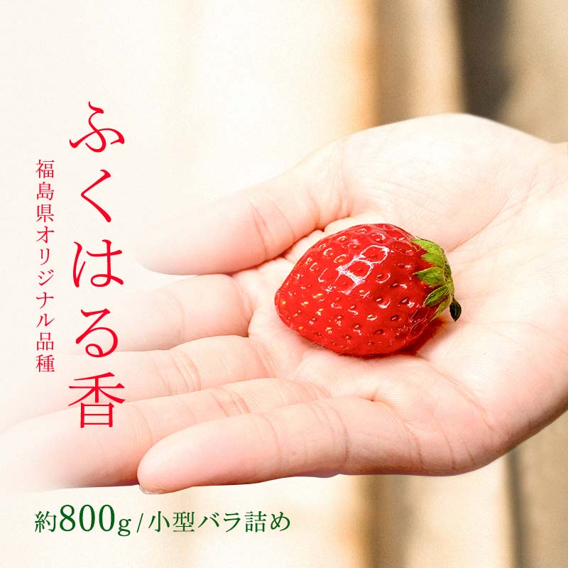 【先行予約】香りが強い!福島県オリジナル品種「ふくはる香」小粒 バラ詰め 約800g  いちご イチゴ 苺 福島県 鏡石町 鏡石農遊園 F6Q-078福島県鏡石町8000果物・フルーツいちご
