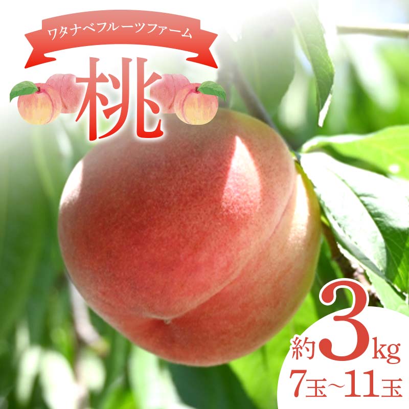 ^ixt[ct@[̓ 3kg i7ʁ`11ʁj   t[c ʕ  F6Q-123Β14000ʕEt[cE