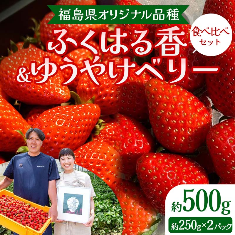 【先行予約】福島県オリジナル品種「ふくはる香」「ゆうやけベリー」食べ比べセット約500g(250g×2パック) いちご イチゴ 苺 福島県 鏡石町 鏡石農遊園 F6Q-227福島県鏡石町7000果物・フルー
