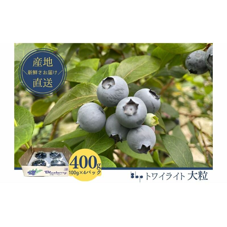 【先行予約】フレッシュブルーベリー(トワイライト大粒 100g×4) 果物 フルーツ 国産フルーツ 朝摘みブルーベリー 上品な香り 国産ブルーベリー 千葉県成田市20000果物・フルーツその他