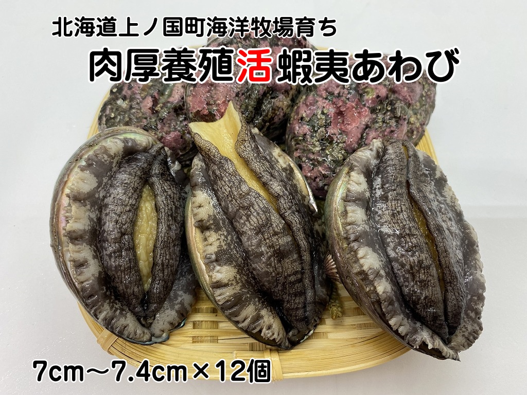 Cmq炿{Bڈ΂сi7cm`7.4cm×12j@Ar@鸁@CN@Yn@ށ@C̍K@@G]Ar@①@Ar@BBQ@o[xL[@ڈ鸖kCm40000