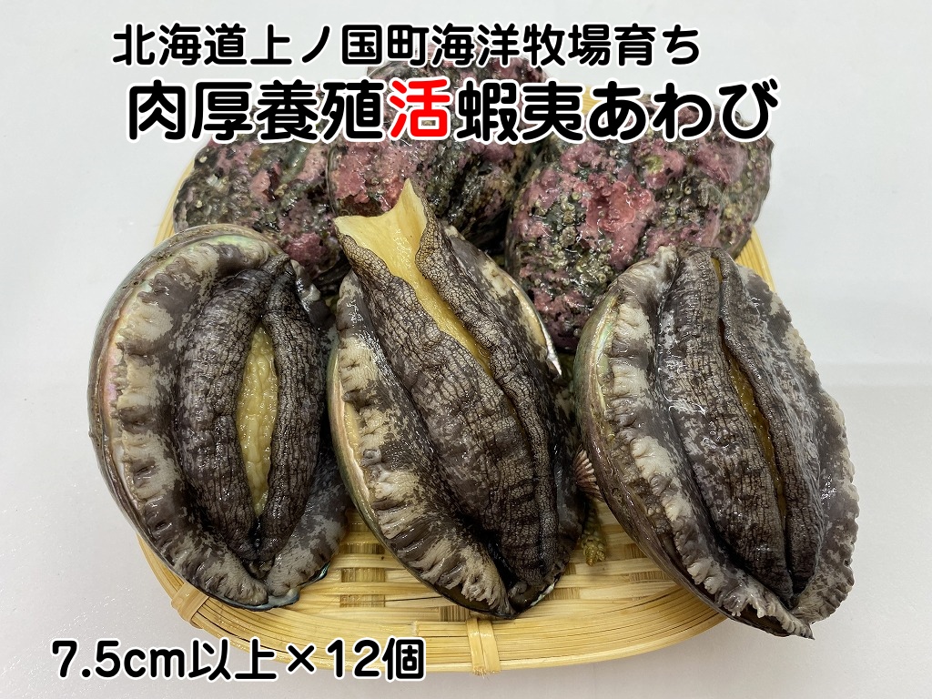 海洋牧場育ち養殖活蝦夷あわび(7.5cm以上×12個) 活アワビ 鮑 海鮮 産地直送 魚介類 海の幸 おせち エゾアワビ 冷蔵 アワビ BBQ バーベキュー 蝦夷鮑北海道上ノ国町49000魚