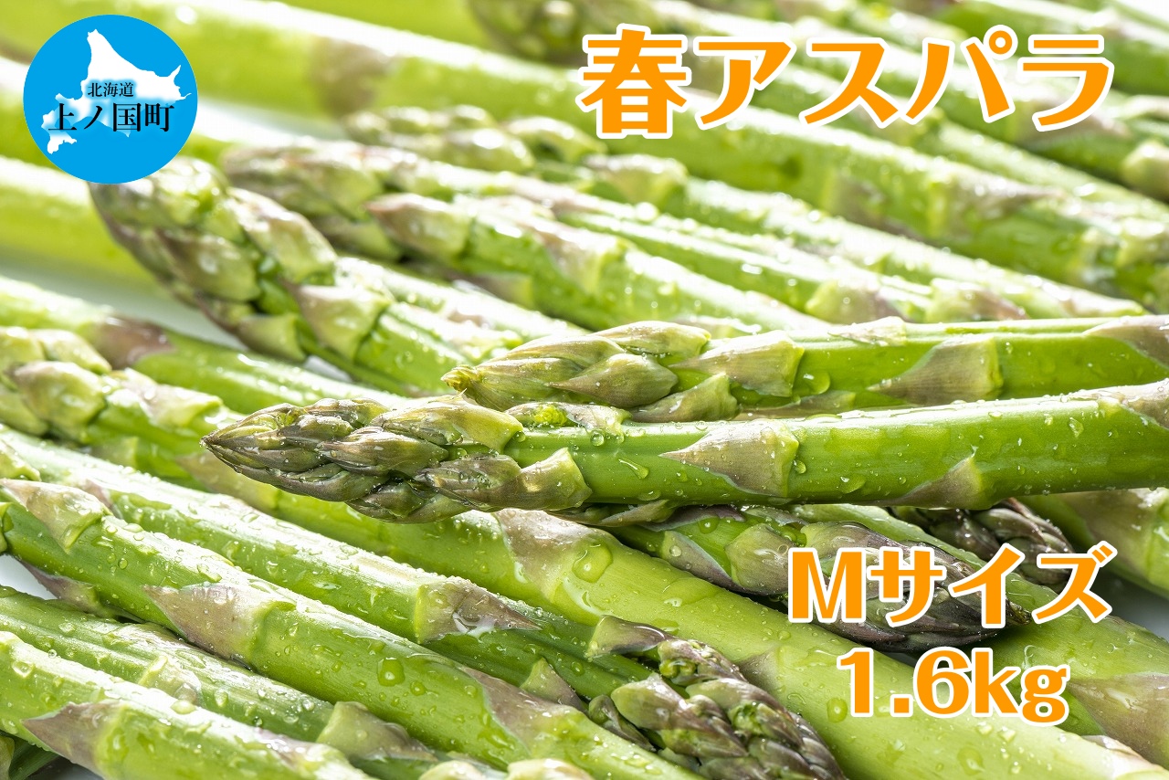 【2026年春発送】寅福菜園の朝採り春アスパラ M(1.6kg) グリーンアスパラ 朝採れ 農家直送 新鮮 甘い 春野菜 旬野菜 特産品 北海道産北海道上ノ国町16000野菜・きのこその他