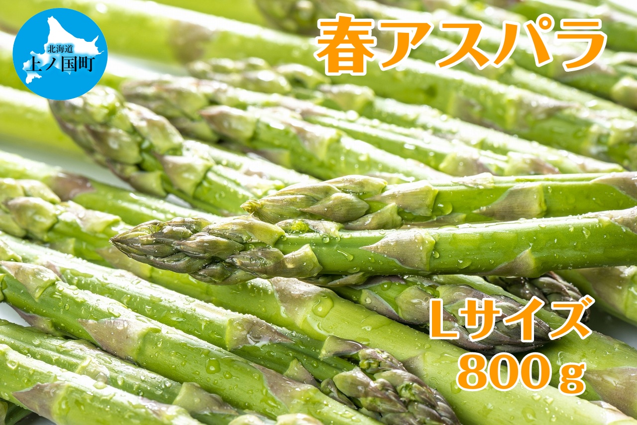 【2026年春発送】寅福菜園の朝採り春アスパラ L(800g) グリーンアスパラ 朝採れ 農家直送 新鮮 甘い 春野菜 旬野菜 特産品 北海道産北海道上ノ国町12000野菜・きのこその他 野
