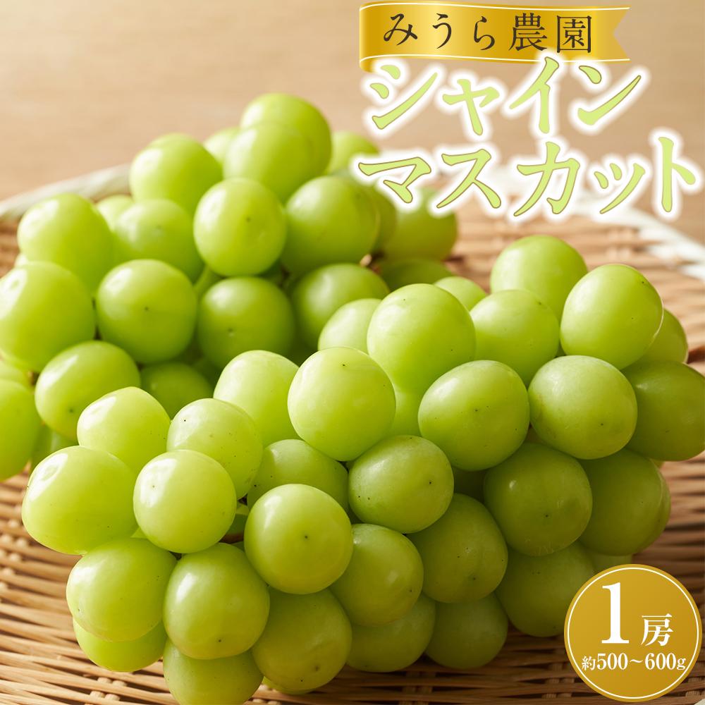 【みうら農園】シャインマスカット 1房(約500〜600g)【8月下旬以降より順次発送】宮城県角田市9000果物・フルーツマスカット・ぶどう