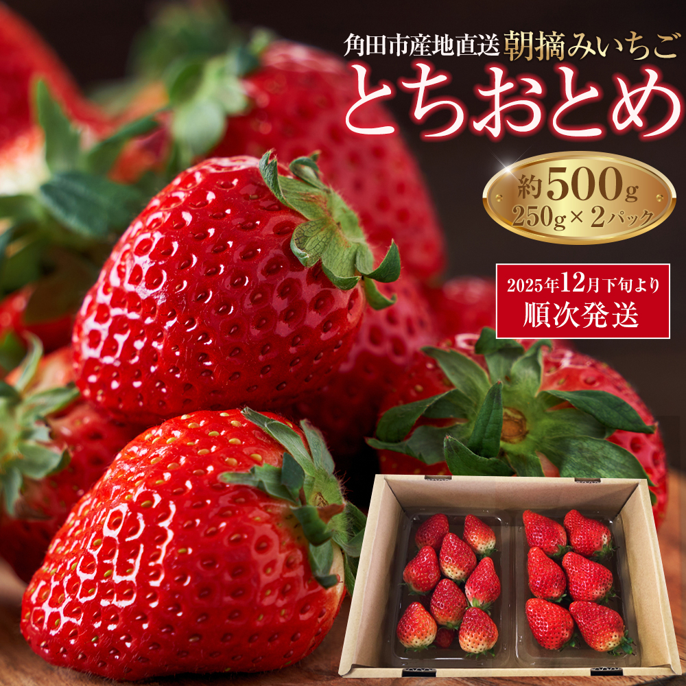 ys\zypcsYnzE݂uƂƂ߁vv500gi250g×2pbNjy2025N12{ȍ~z{錧pcs6000ʕEt[c