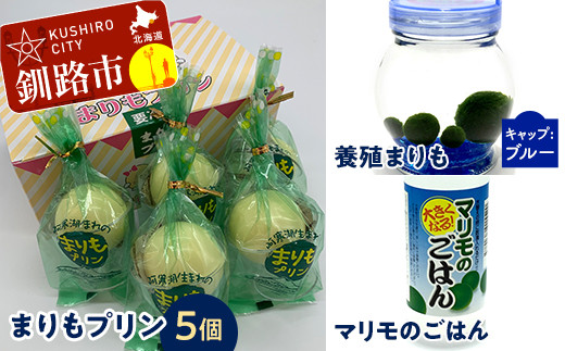 阿寒湖銘菓まりもプリン5個入と養殖まりもセット(ブルー) 北海道 釧路 ふるさと納税 養殖まりも 飼育 プリン カスタード スイーツ 菓子 _F4F-1863北海道釧路市12000菓子・スイーツプリン・