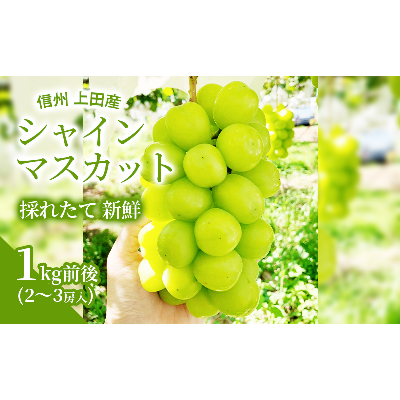シャインマスカット 1kg前後 2〜3房 ぶどう 葡萄 ブドウ マスカット 1kg 果物 くだもの フルーツ デザート 旬の果物 旬のフルーツ 長野県 長野長野県上田市12000果物・フルーツマスカット・ぶ