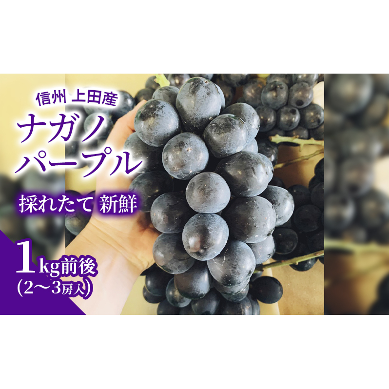 ナガノパープル 1kg前後 2〜3房 ぶどう 葡萄 ブドウ 長野パープル 1kg 果物 くだもの フルーツ デザート 大粒 旬の果物 旬のフルーツ 長野県 長野長野県上田市12000果物・フルーツマスカット・