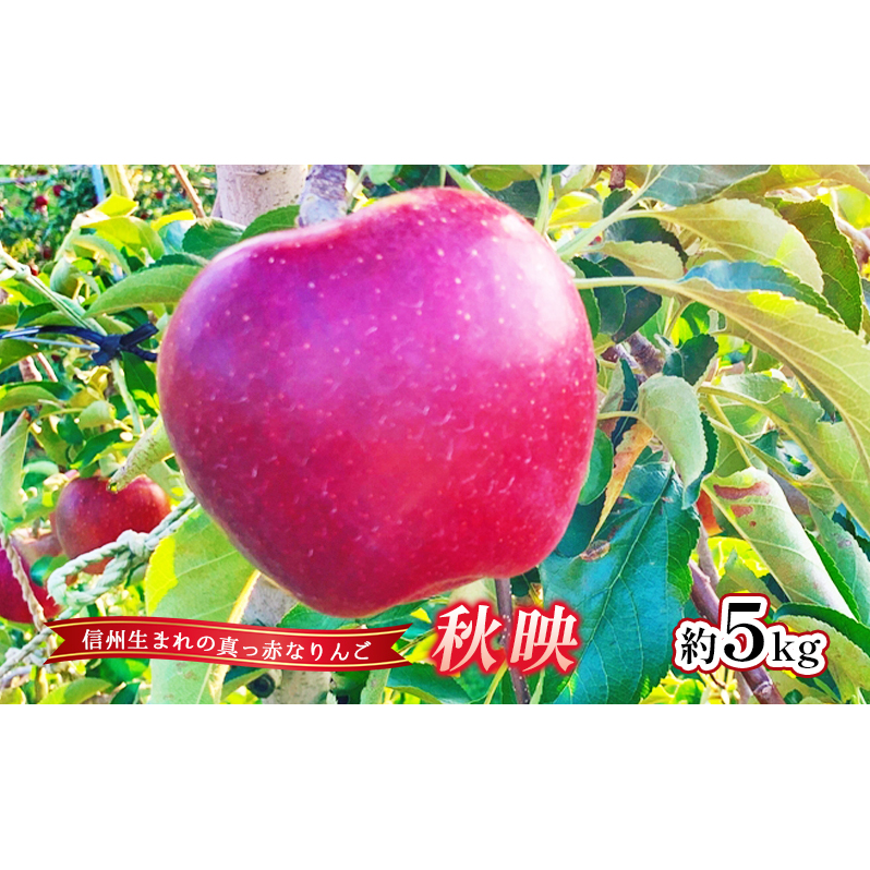 りんご 秋映 約5kg 林檎 リンゴ 5kg 果物 くだもの フルーツ デザート 旬の果物 旬のフルーツ 長野県 長野長野県上田市12000果物・フルーツりんご・梨