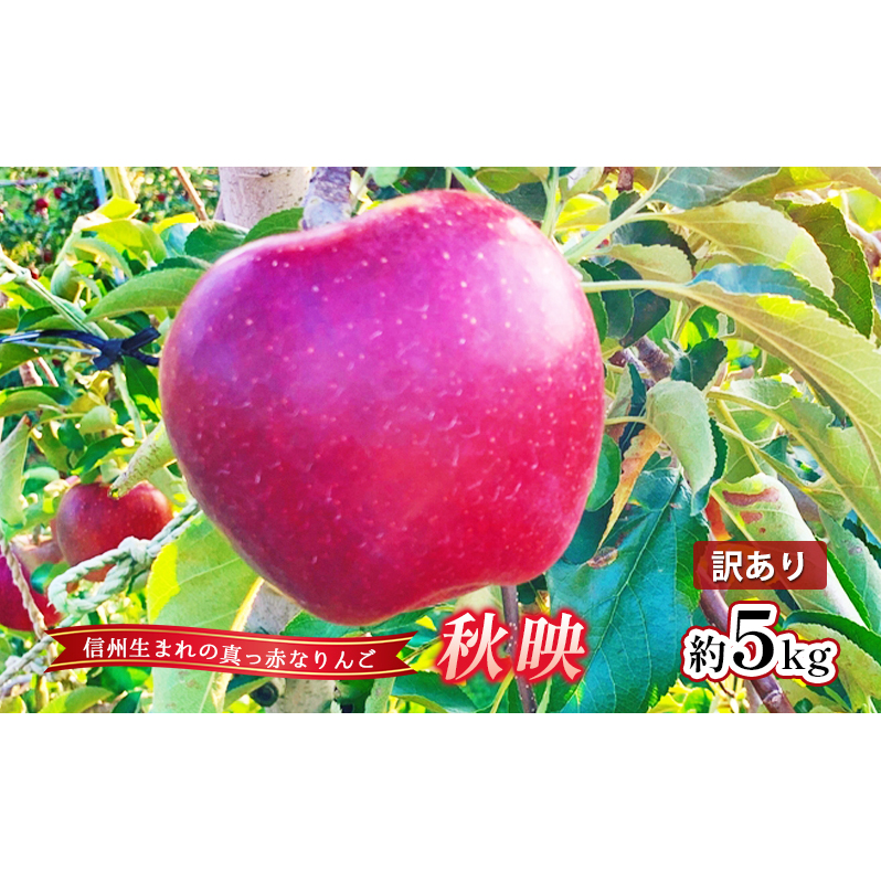 󂠂  Hf 5kg ь S 5kg ʕ  t[c fU[g {̉ʕ {̃t[c A 쌧 쒷쌧cs10000ʕEt[c񂲁E