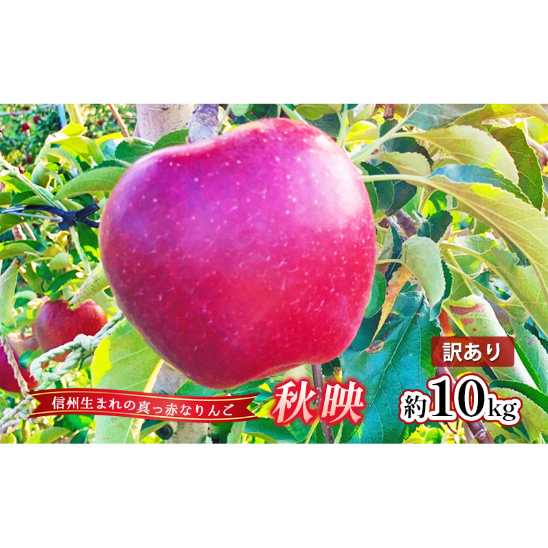 訳あり りんご 秋映 約10kg 林檎 リンゴ 10kg 果物 くだもの フルーツ デザート 旬の果物 旬のフルーツ 訳アリ 長野県 長野長野県上田市17000果物・フルーツりんご・梨