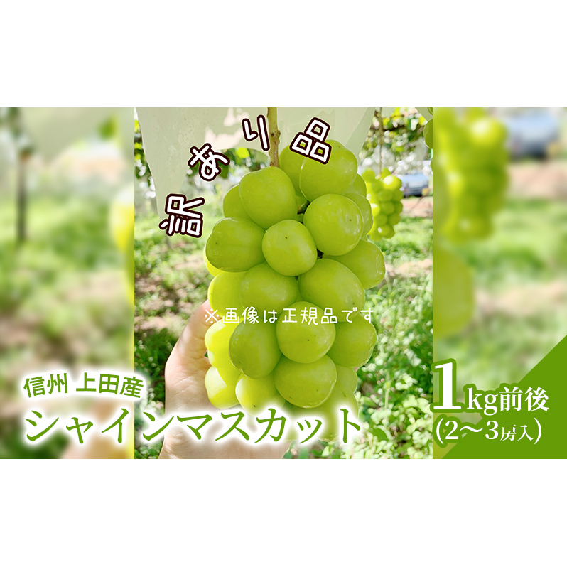 訳あり シャインマスカット 1kg前後 2〜3房 ぶどう 葡萄 ブドウ マスカット 1kg 果物 くだもの フルーツ デザート 旬の果物 旬のフルーツ 訳アリ 長野県 長野長野県上田市10500果物・フルーツマ