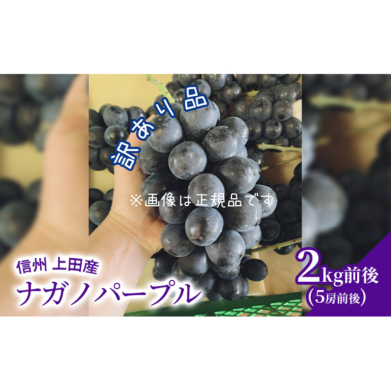 訳あり ナガノパープル 2kg前後 4房前後 ぶどう 葡萄 ブドウ 長野パープル 2kg 果物 くだもの フルーツ デザート 大粒 旬の果物 旬のフルーツ 訳アリ 長野県 長野長野県上田市17500果物・フルー