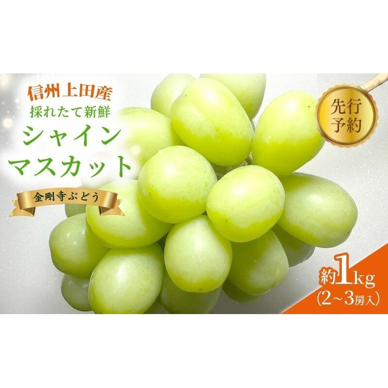 2025年先行予約 シャインマスカット 信州上田産金剛寺ぶどう 約1kg 2〜3房 ぶどう 葡萄 ブドウ マスカット 1kg 果物 くだもの フルーツ デザート 旬の果物 旬のフルーツ 長野県 長野 長野県上