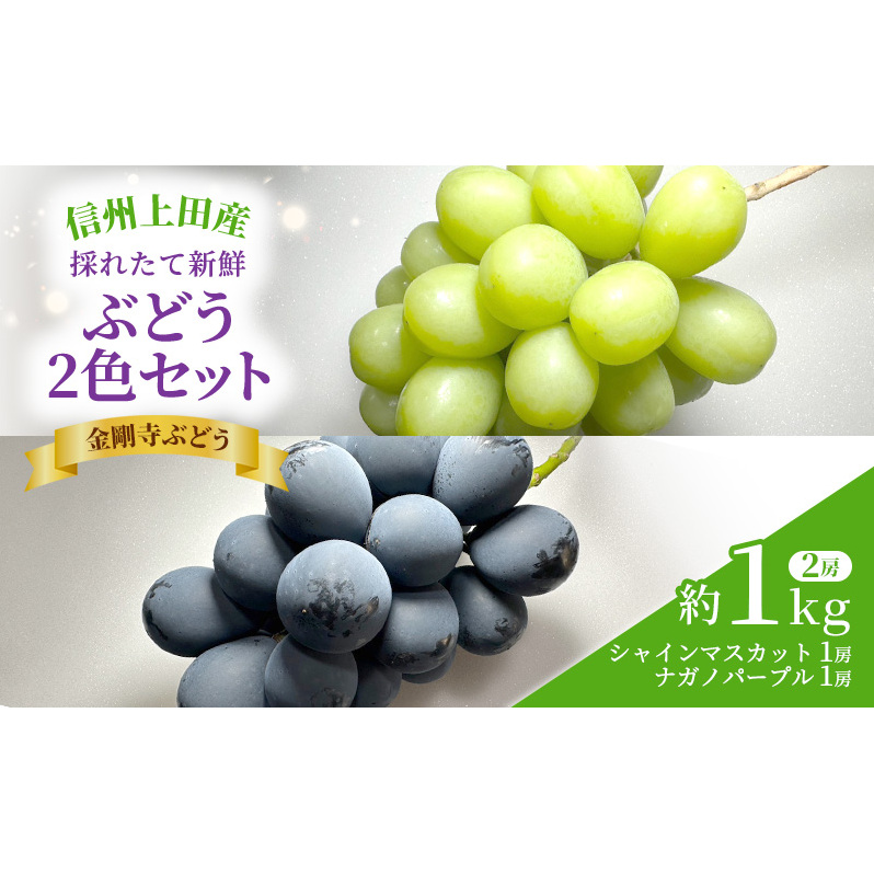 シャインマスカット ナガノパープル 信州上田産金剛寺ぶどう 約1kg 2房 詰め合わせ シャインマスカット ナガノパープル 葡萄 ブドウ 1kg 果物 くだもの フルーツ デザート 旬の果物 旬のフル