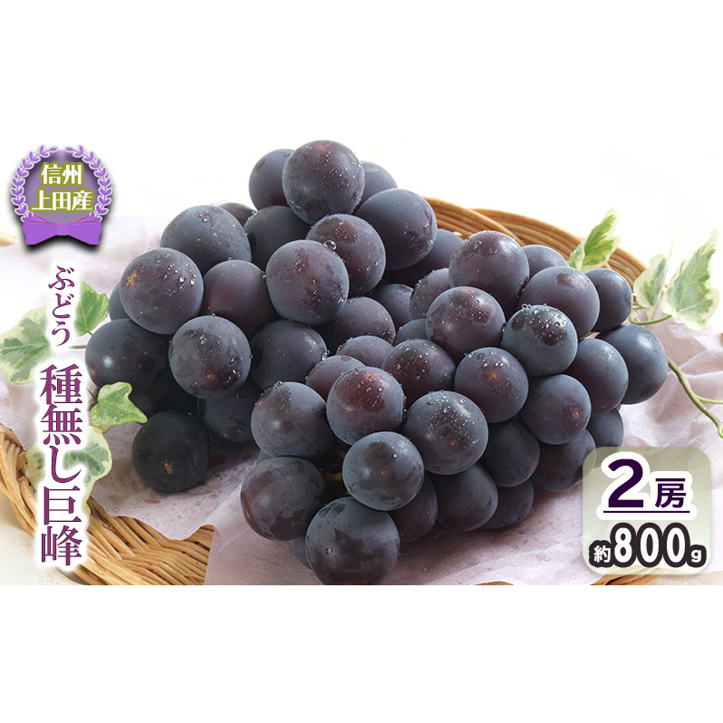 巨峰 信州上田産 種なし巨峰 約800g 2房 ぶどう 葡萄 ブドウ 種なし 800g 果物 くだもの フルーツ デザート 旬の果物 旬のフルーツ 長野県 長野長野県上田市10000果物・フルーツマスカット・ぶ