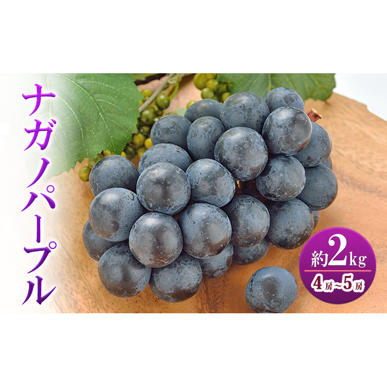 ナガノパープル 約2kg 4房〜5房 家庭用 ぶどう ブドウ 葡萄 ナガノパープル 種なし 果物 くだもの フルーツ 長野県 上田市 信州長野県上田市21500果物・フルーツマスカット・ぶどう