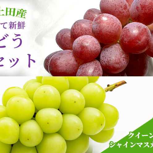 ぶどう クイーンルージュ(R)×シャインマスカット 信州上田産 金剛寺ぶどう 約2kg 4〜5房 2色セット 詰め合わせ  葡萄 ブドウ 2kg 果物 くだもの フルーツ デザート 旬の果物 旬のフルーツ 長野