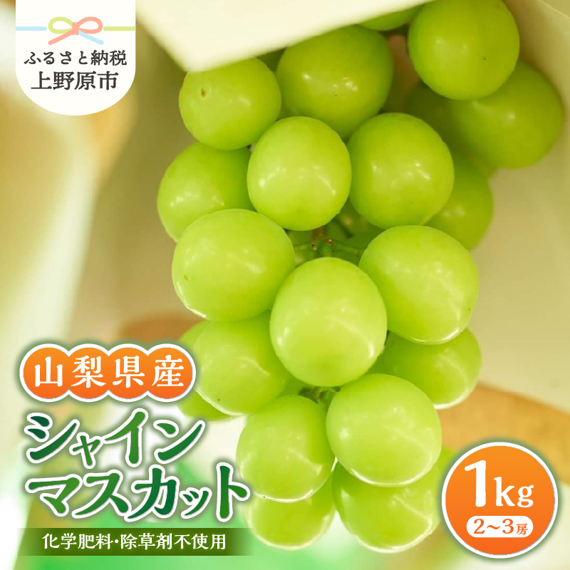 【ふるさと納税】 【2026年先行予約】 シャインマスカット 山梨県産 1kg 数量限定 ぶどう ブドウ 葡萄 フルーツ 果物 くだもの マスカット 化学肥料不使用 除草剤不使用 大粒 大人気 芳醇 農