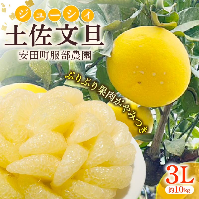 はっとりさんちの農園で育てた土佐文旦(3Lサイズ10kg) 文旦 3Lサイズ 10kg 大玉 ぶんたん 柑橘 土佐文旦 旬 常温 果汁 デザート サラダ ジャム マーマレード ギフト お歳暮 贈答 高知県 安田町  H