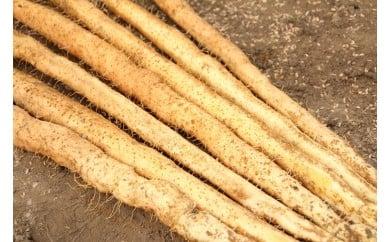 安田町産 粘りが自慢 掘りたて自然薯1kg 自然薯 1kg 国産 じねんじょ 山芋 専用箱入り 山いも やまいも 野菜 健康 とろろ 芋 簡単 常温配送 夏バテ スタミナ 栄養 おかず 米 ご飯のおとも つけ