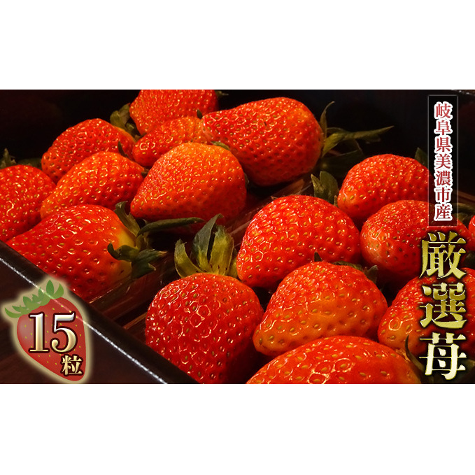 イチゴ 厳選された15粒を美濃市からお届け 果物 フルーツ おやつ デザート 甘い 濃い 岐阜県産 産地直送 ストロベリー 食べ物 食品 国産 岐阜県美濃市13000果物・フルーツいちご