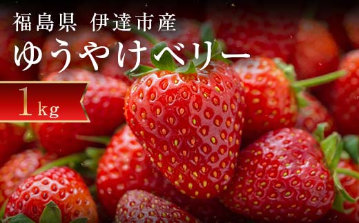 <2026年発送><限定>新品種のいちご 福島県 オリジナル品種「ゆうやけベリー」約1kg(250g×4パック)イチゴ 苺 フルーツ 果物 伊達市 F20C-678福島県伊達市15000果物・フルーツいちご