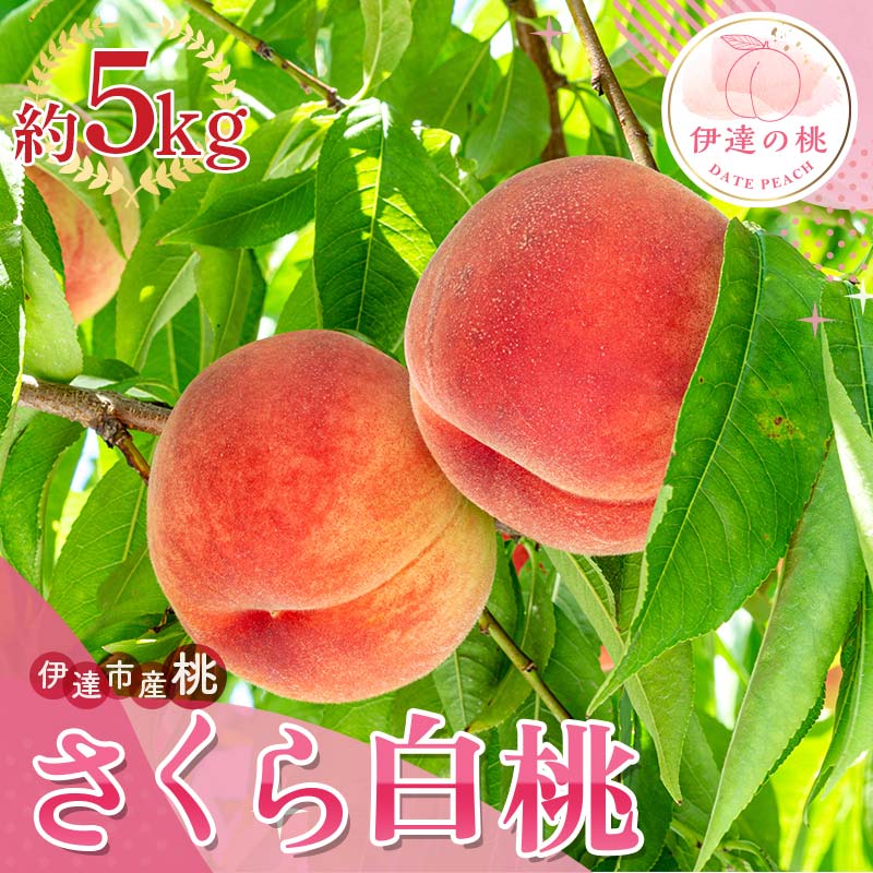 y2026Noוs\zY 甒 5kg (9`18) Tg[_  ł  ɒB̓  t[c ʕ   momo F20C-836ɒBs18000ʕEt[cE