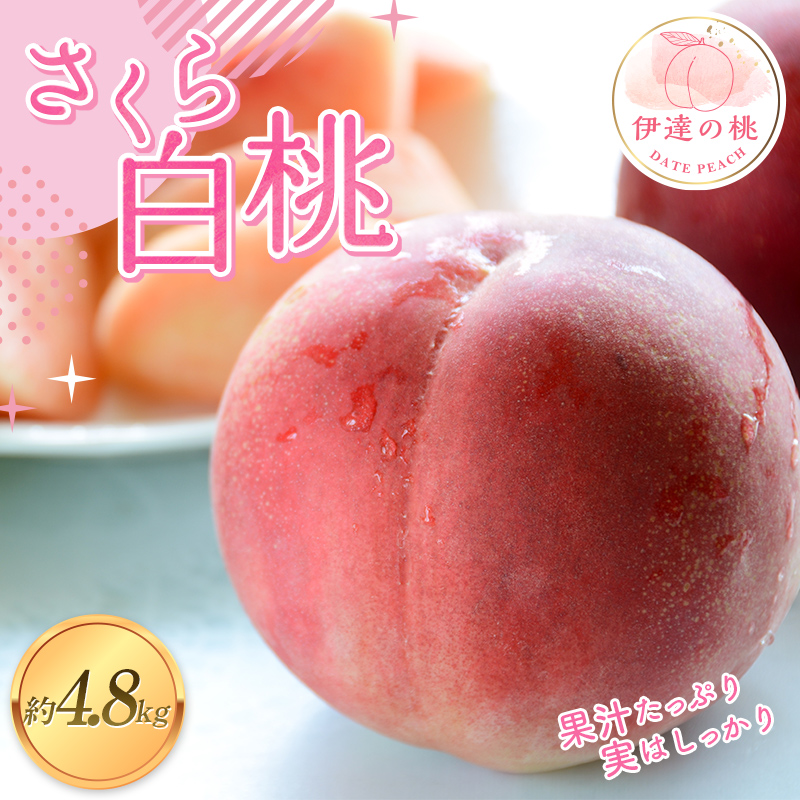 y2026Noוs\zY 甒 4.8kg (11`16) ʎ ɒB̓  t[c ʕ   momo F20C-913ɒBs18000ʕEt[cE