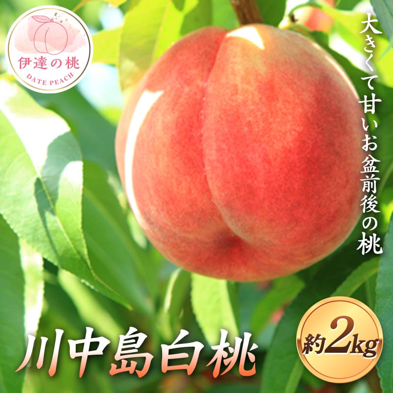 y2026Noוs\zY 쒆 2kg (6`7)  r ɒB̓  t[c ʕ   momo F21C-122ɒBs10000ʕEt[cE